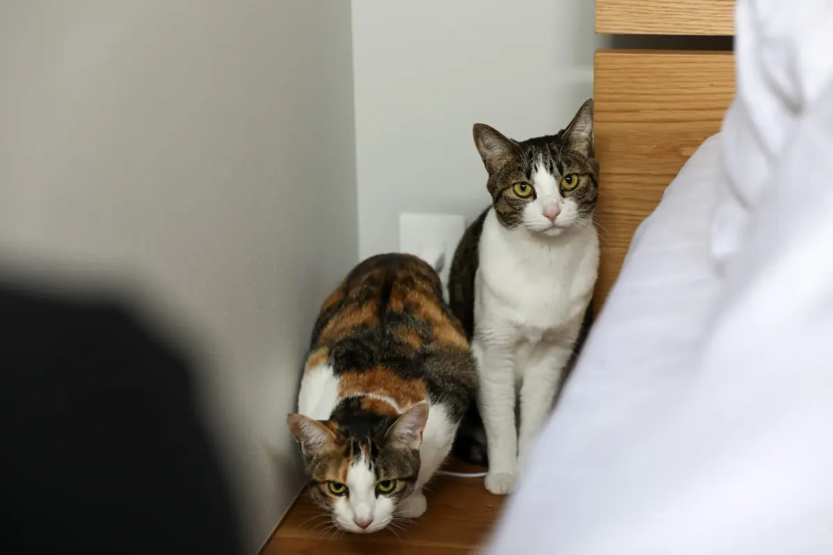 2匹の猫と平屋で暮らす家 4